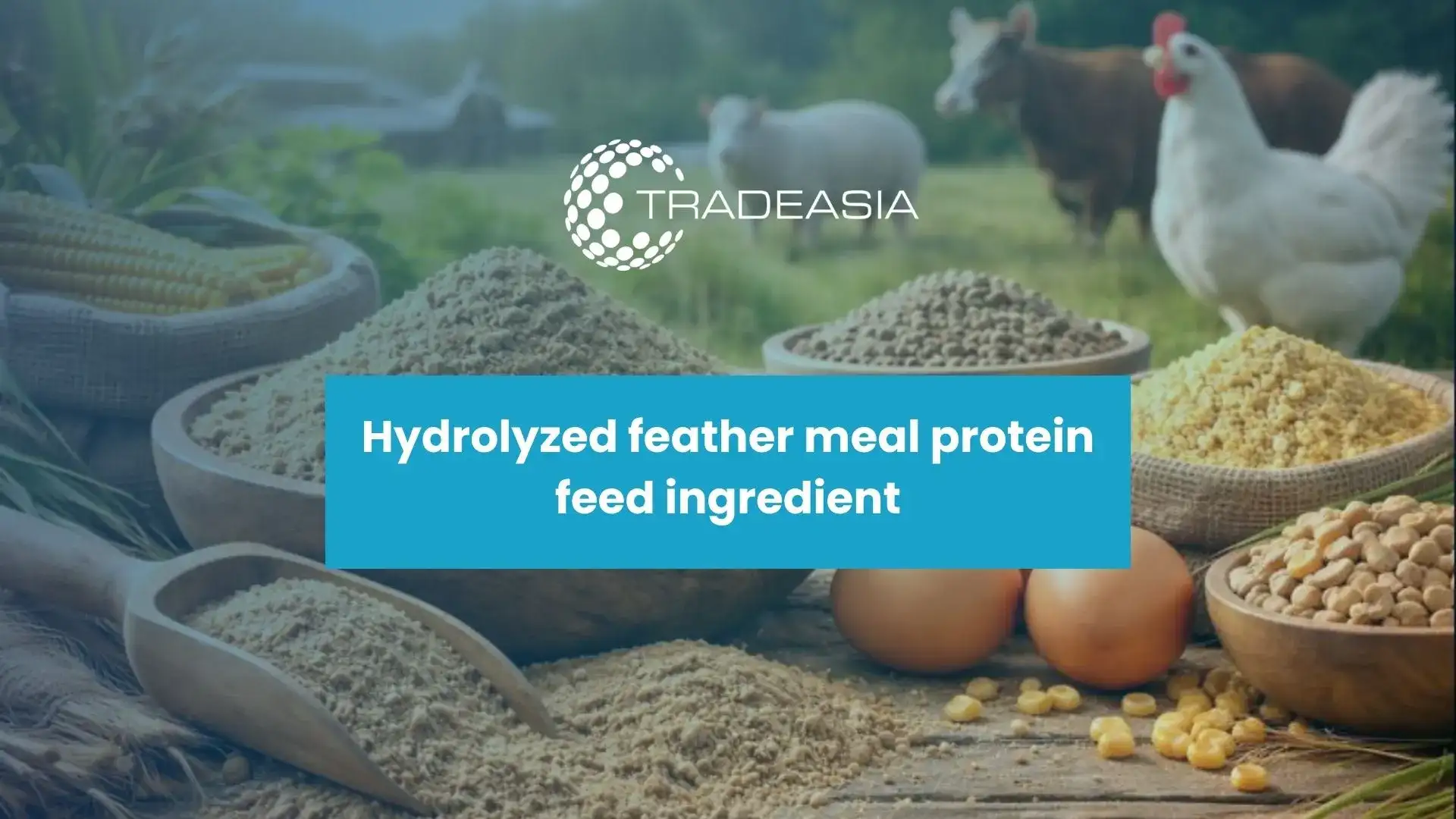 Feather Meal: A Sustainable Protein Powerhouse for Asian Animal Feed