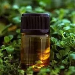 Alpha Pinene 95%-西班牙